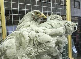 8 bin 500 liraya alıcı buldu