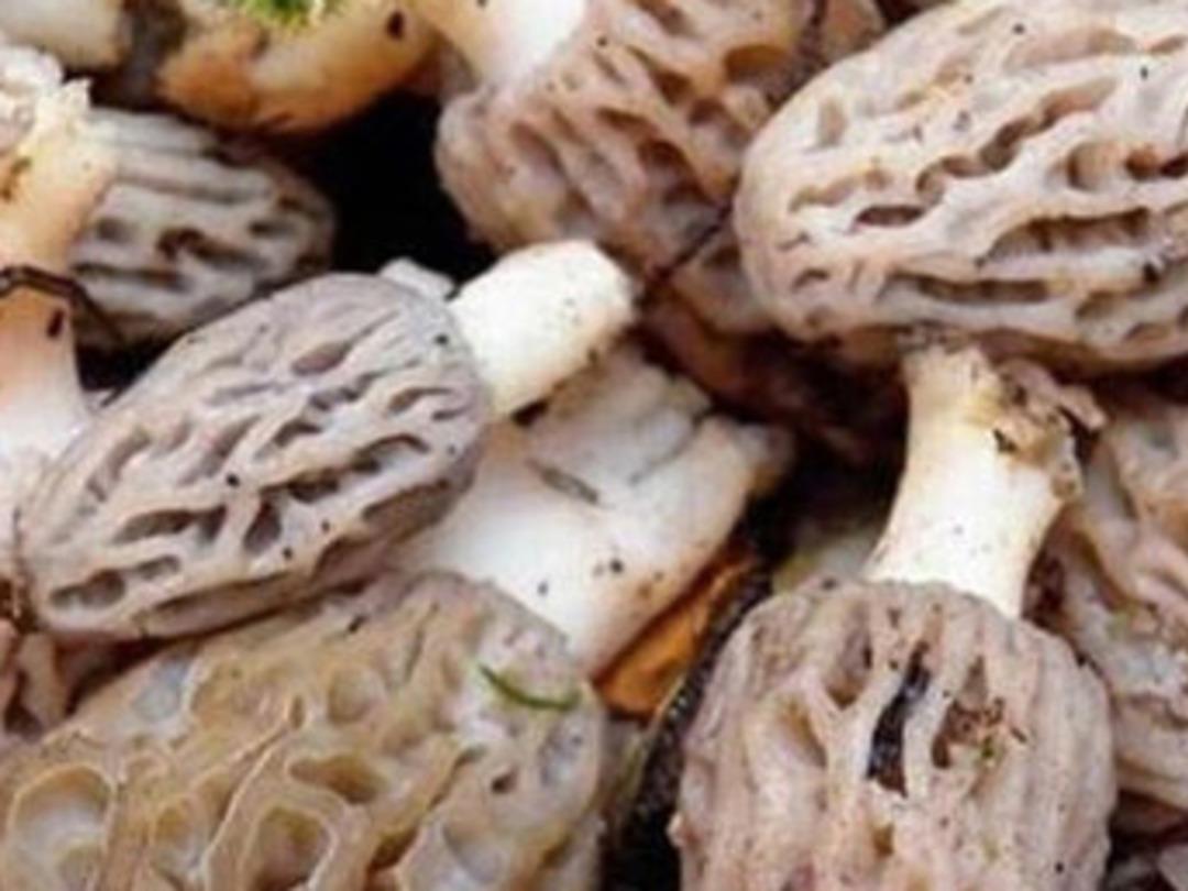 Kuzug&ouml;beğinin kilosu 300 lira