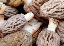 Antalya'da kuzugöbeği mantarı sezonu başladı