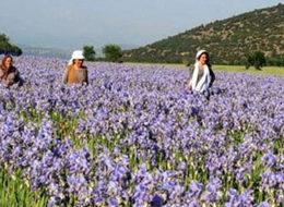 25 yaşında iş sahibi oldu, 12 ay hasat yapıp satıyor