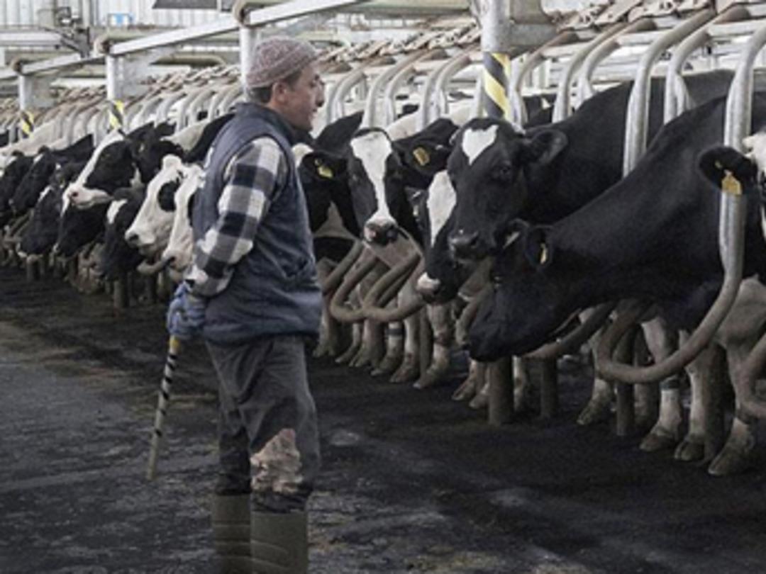 Madenden kazandığını hayvancılığa yatırdı