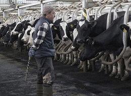 Madenden kazandığını hayvancılığa yatırdı