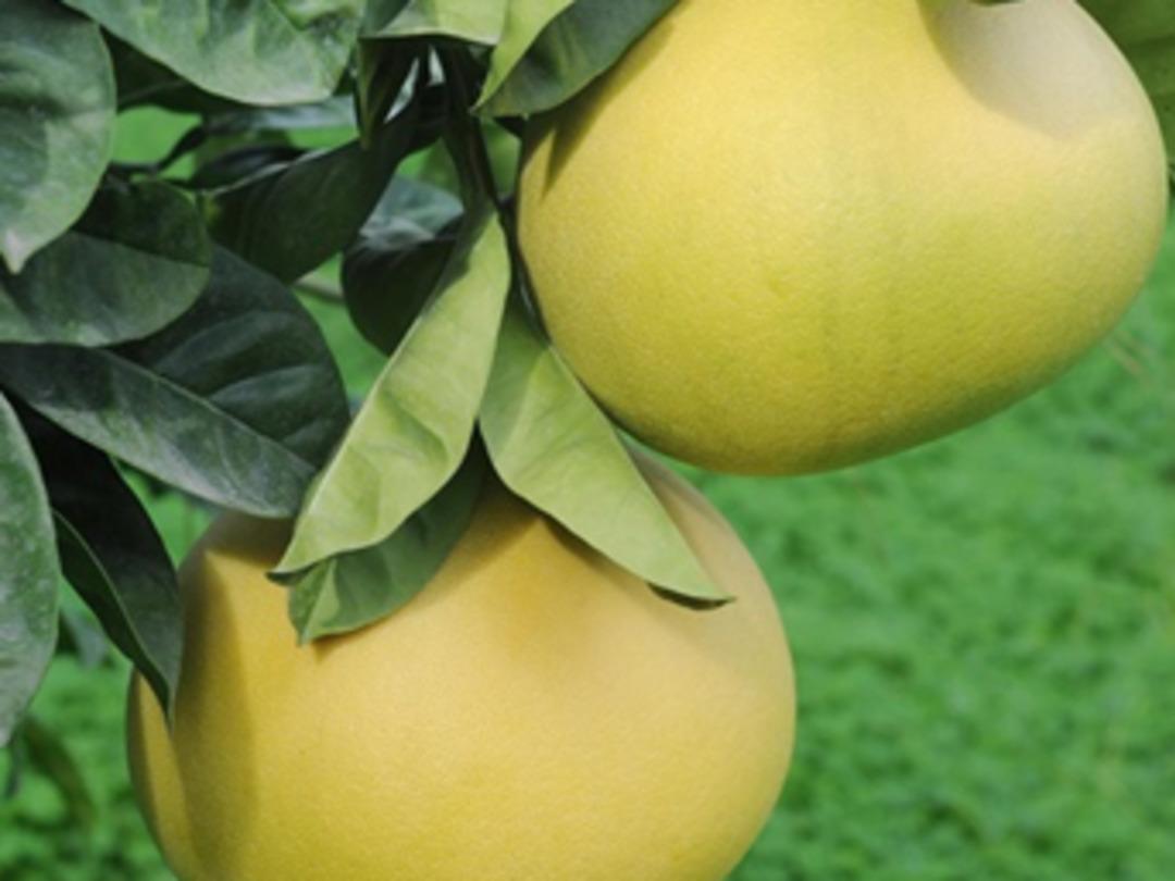 T&uuml;rkiye'de sadece Antalya'da yetişiyor