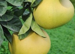 Türkiye'de sadece Antalya'da yetişiyor