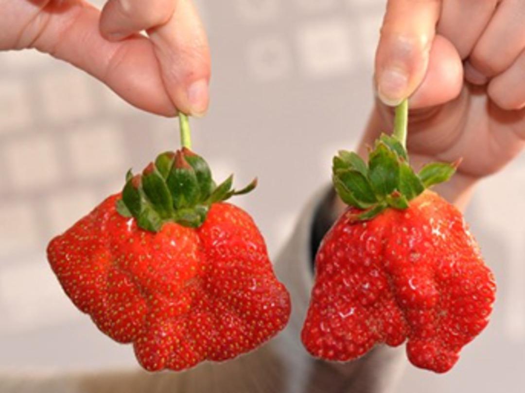 Soğuk hava &ccedil;ileğin şeklini bozdu