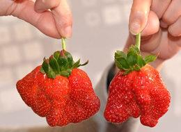 Soğuk hava çileğin şeklini bozdu