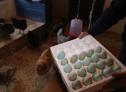 Mavi yumurta isteyene 2 ay sonraya gün veriyor