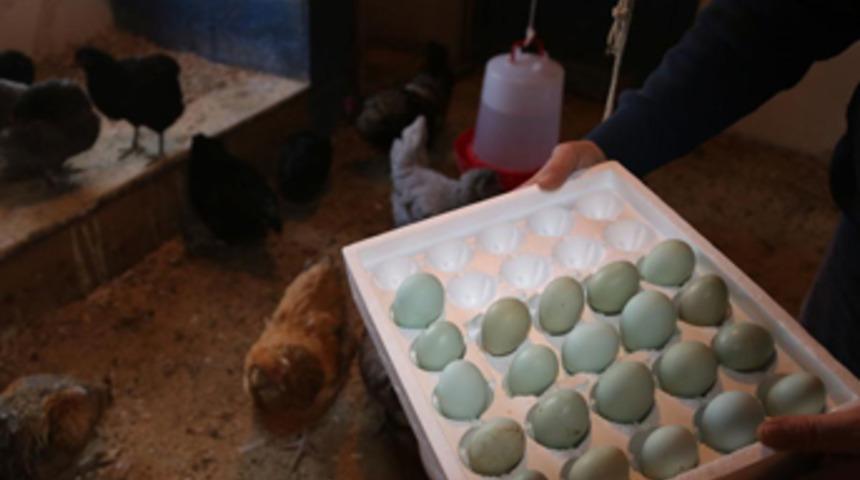Mavi yumurta isteyene 2 ay sonraya gün veriyor