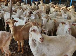 Yılda 750 ton süt, 12 ton peynir üretiyor