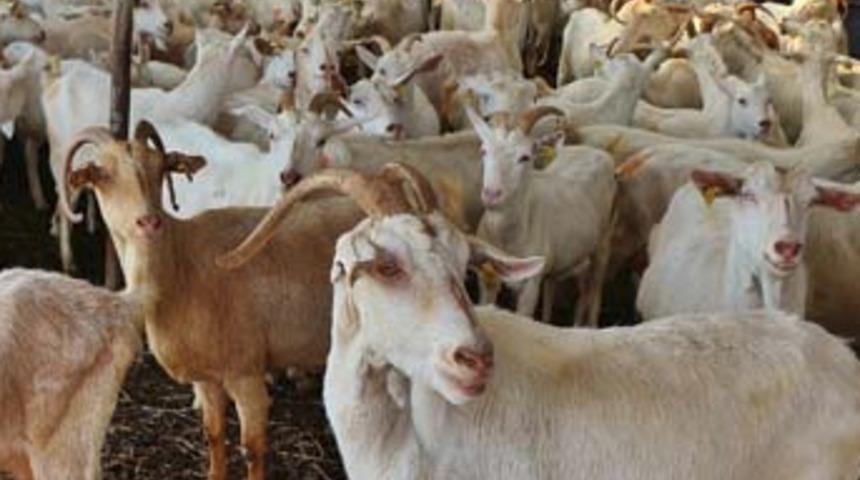 Yılda 750 ton süt, 12 ton peynir üretiyor
