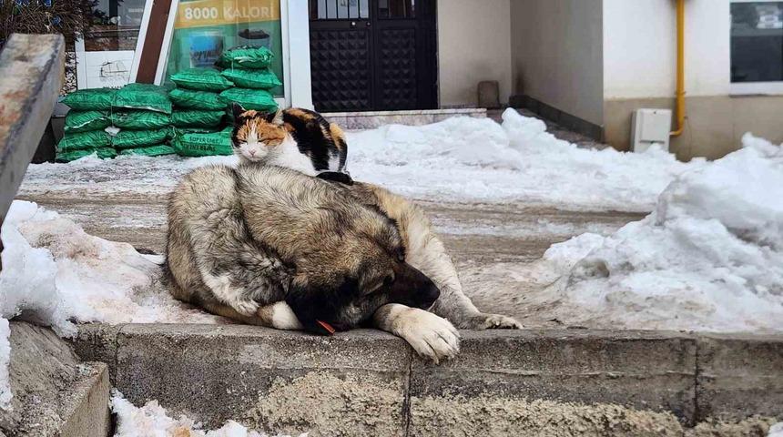 Tunceli&rsquo;de kedi ile k&ouml;peğin dostluğu i&ccedil;leri ısıttı