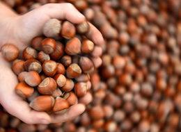 Oltan Gıda 'Ferrero Fındık' oldu