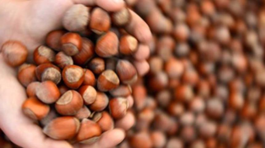 Oltan Gıda 'Ferrero Fındık' oldu