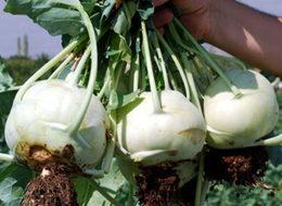 Domates kısıtlamasına çözümü 'alabaş' ile buldular