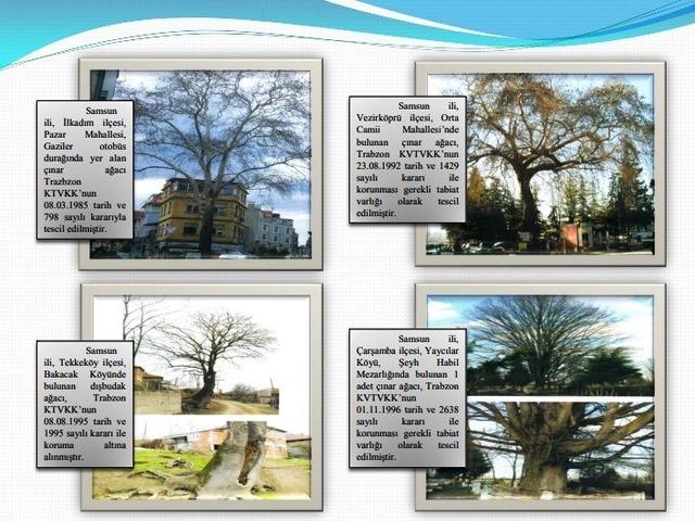 Samsun&rsquo;un koruma altındaki 11 &ccedil;ınarından biri 160 yıldır dimdik ayakta 1