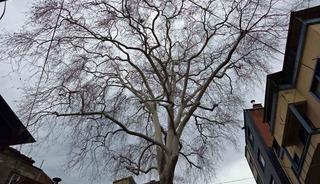 Samsun&rsquo;un koruma altındaki 11 &ccedil;ınarından biri 160 yıldır dimdik ayakta