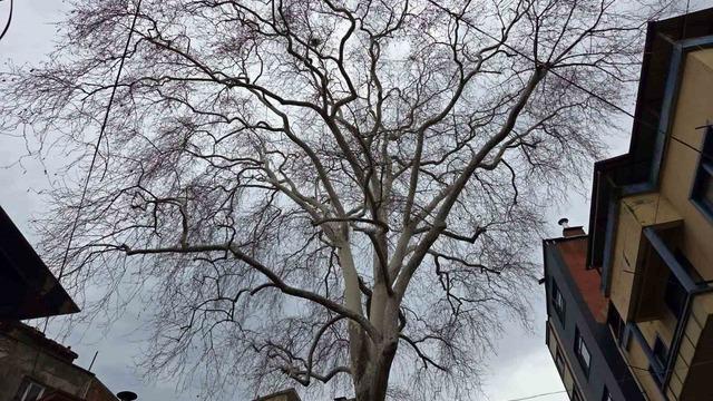 Samsun’un koruma altındaki 11 çınarından biri 160 yıldır dimdik ayakta