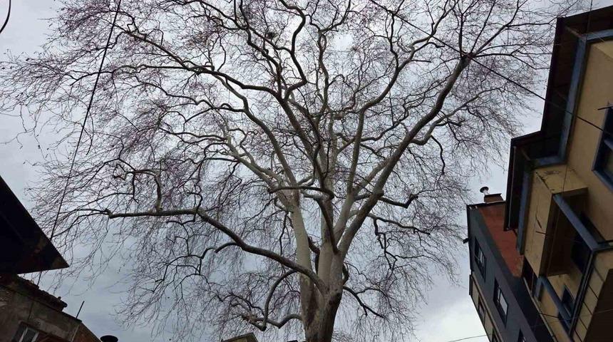 Samsun&rsquo;un koruma altındaki 11 &ccedil;ınarından biri 160 yıldır dimdik ayakta