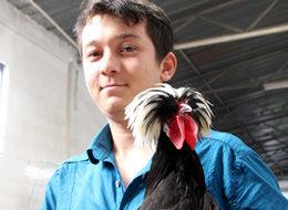 Bu horozların fiyatı ikinci el kadar