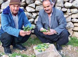 Kar eridi çiriş bitkisi gün yüzüne çıktı