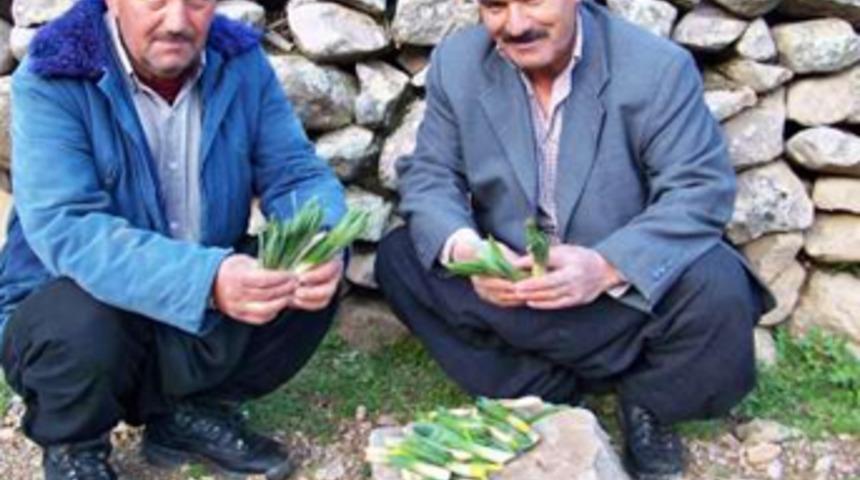 Kar eridi çiriş bitkisi gün yüzüne çıktı