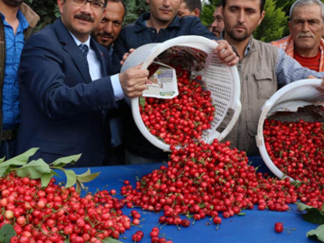 Sezonun ilk kirazı pazara &ccedil;ıktı