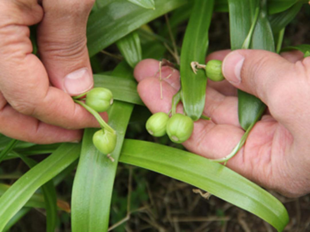 Fındık &uuml;reticilerine 'kardelen soğanı'ndan ilave gelir