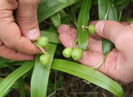 Fındık üreticilerine 'kardelen soğanı'ndan ilave gelir