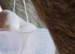 Eşek sütünün litresini 120 liradan satıyor