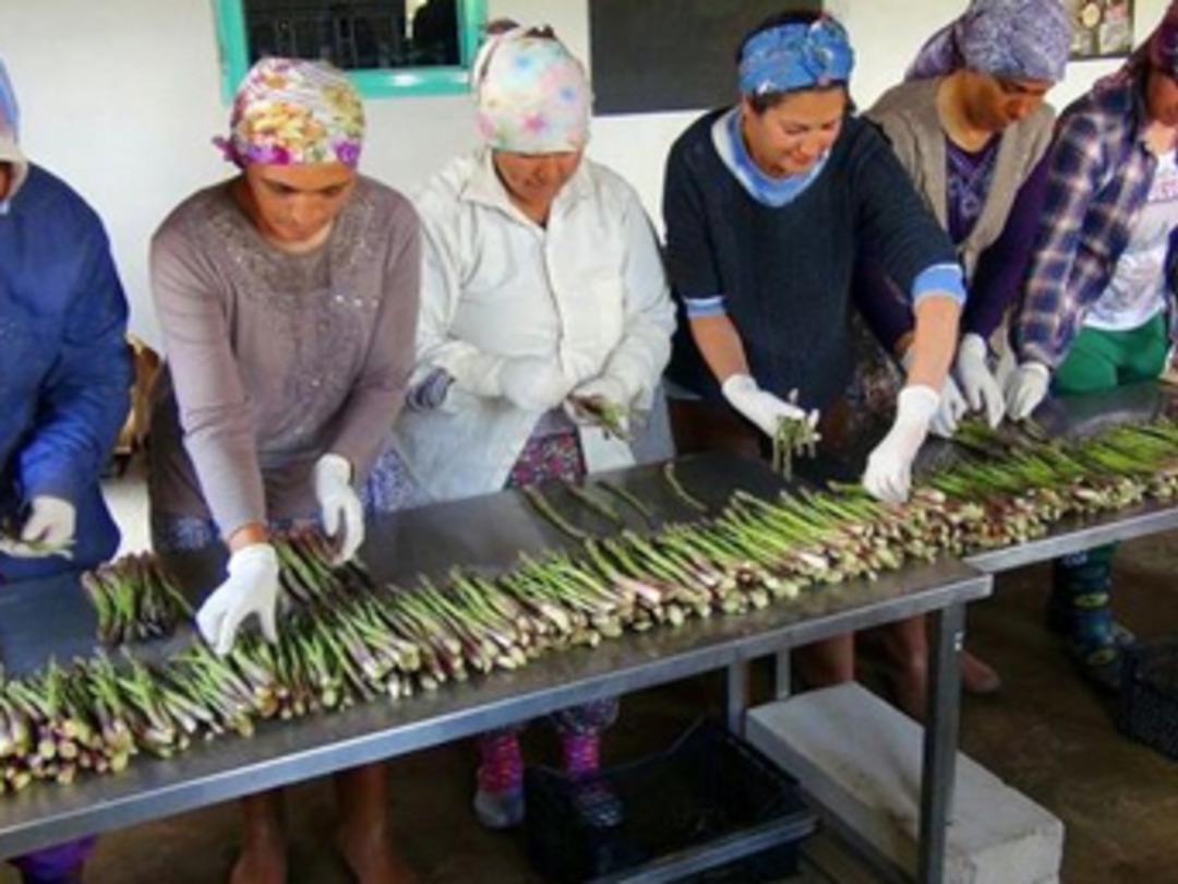 ODT&Uuml;&rsquo;l&uuml; Aslı Aksoy, T&uuml;rkiye&rsquo;nin 2. b&uuml;y&uuml;k kuşkonmaz &uuml;reticisi oldu