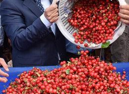 Yerli kiraz kilosu 85 liradan tezgaha indi