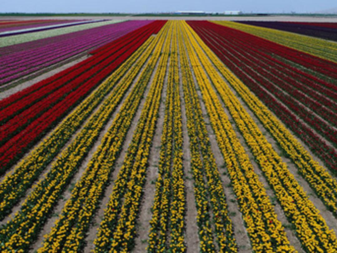 Topraktaki g&ouml;kkuşağı b&uuml;y&uuml;l&uuml;yor
