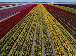 Topraktaki gökkuşağı büyülüyor