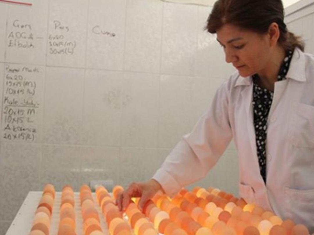 &Ccedil;ocuğunun yumurta alerjisi, anneye tavuk &ccedil;iftliği kurdurdu