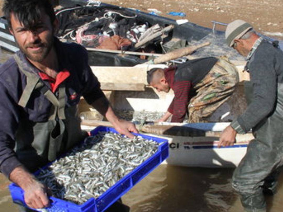 400 ton g&uuml;m&uuml;ş balığı Avrupa &uuml;lkelerine g&ouml;nderiliyor