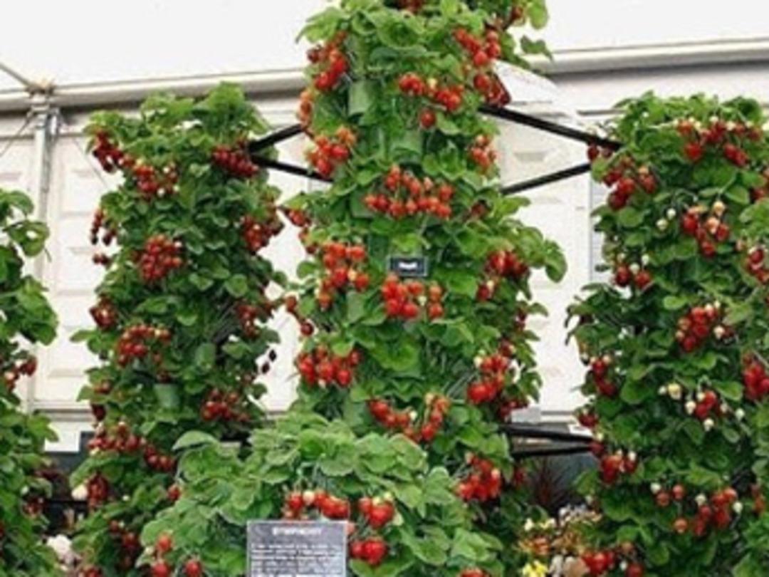 Su borusunda &ccedil;ilek yetiştiriyorlar