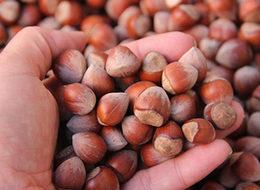 Türkiye 8 ayda 173 bin ton fındık ihraç etti