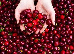 Kirazın fiyatı 15 liraya düştü