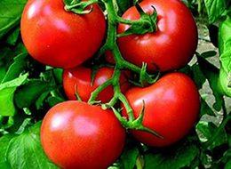 Domateste ihracat başladı