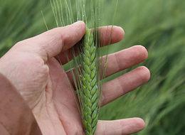 Türkiye yüzde 100 yerli buğday tohumu üretiyor
