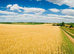 Türkiye'nin karasal alanının yüzde 30,8'inde tarım yapılıyor