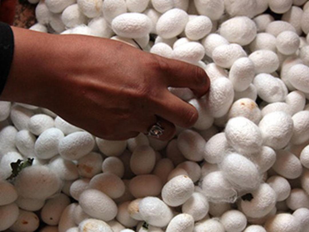 Turizme ipek b&ouml;ceği katkısı