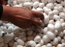 Turizme ipek böceği katkısı