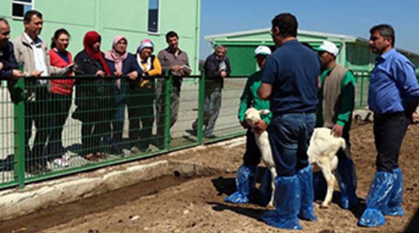 4 bin lira maaşla &ccedil;oban yetiştiriyorlar