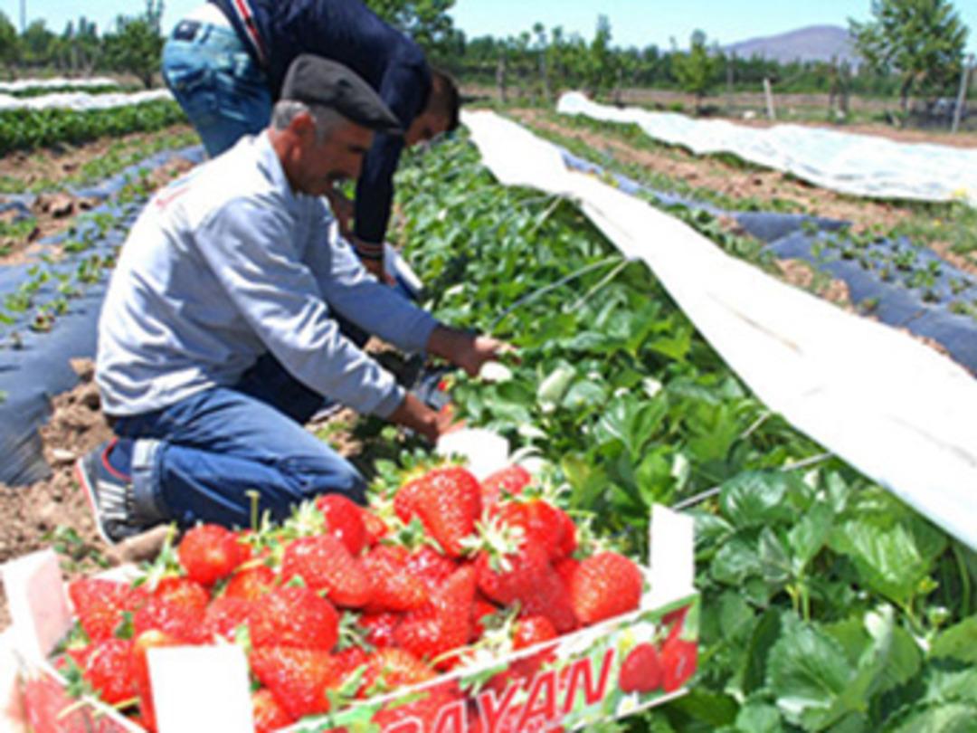 500 k&ouml;kten 25 dekara