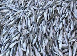 'Gümüş' Türkiye'de 1, AB'de 33 liraya alıcı buluyor