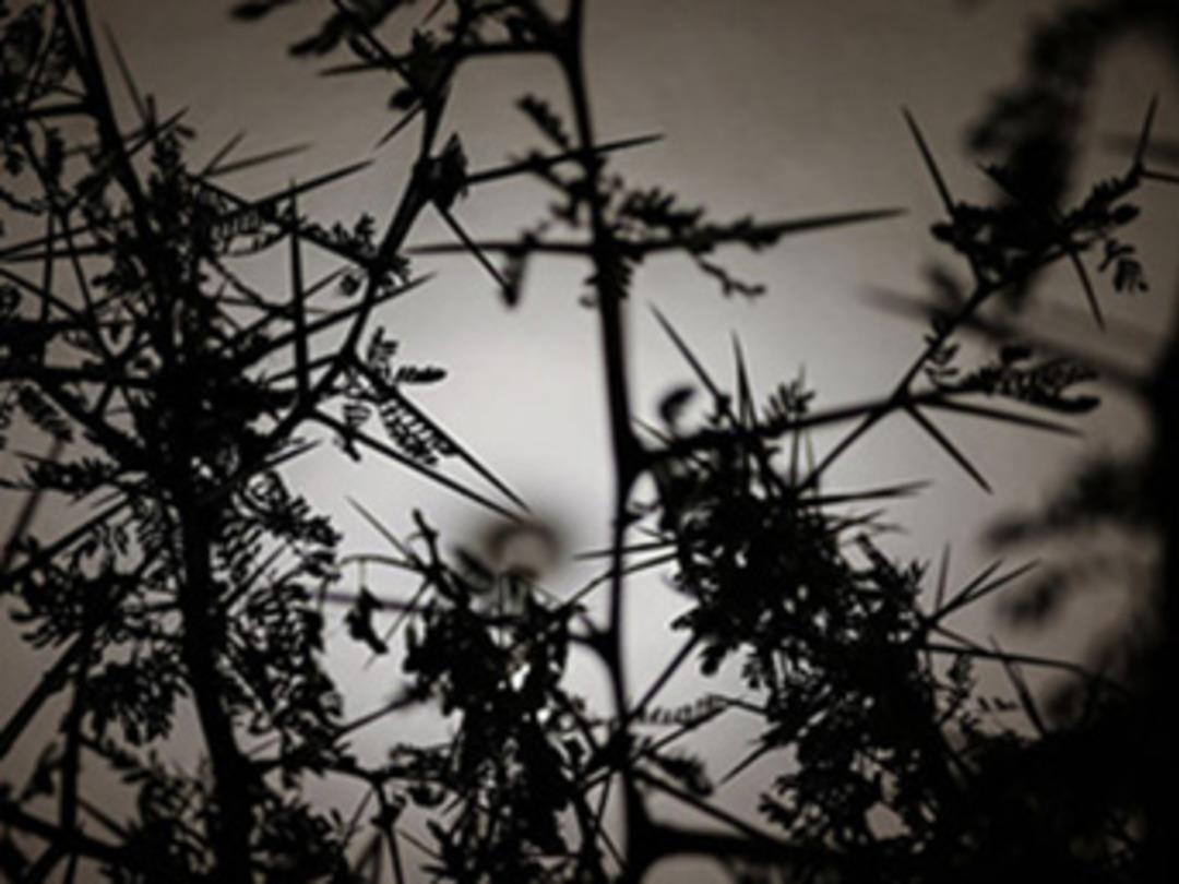 "Ziraat dikeni"nden k&uuml;rdan &uuml;retiyor