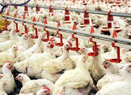 Kesimhaneye 1 liraya, vatandaşa kilosu 8 liraya satılıyor!