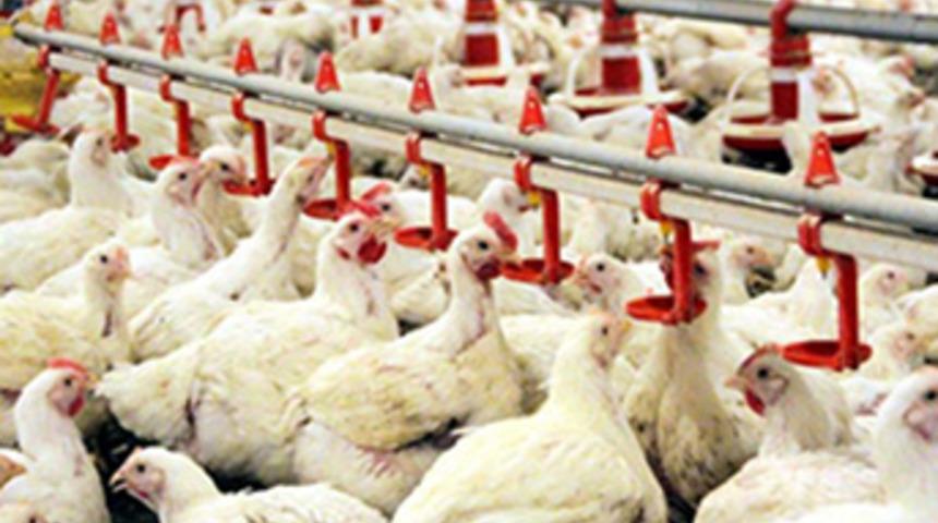 Kesimhaneye 1 liraya, vatandaşa kilosu 8 liraya satılıyor!