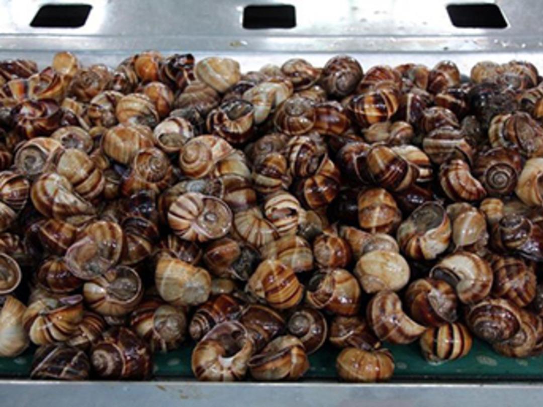 Yılda 1500 ton ihra&ccedil; ediyorlar! Tatmak i&ccedil;in sıra oluşturuyorlar